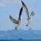 Missing Link Text