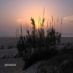 Foto fauna | El Palmar | Cadice Provincia