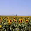 Immagine flora | El Palmar