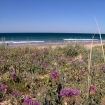 flora | El Palmar