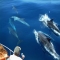Cetacei nello Stretto