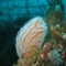 Club Scorpora