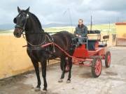 Foto Tarifa | Vendita di PRE Cavallo spagnolo;