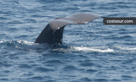 whale-watching-en-el-estrecho-1-1-gallery						