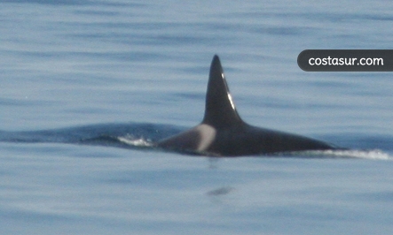 whale-watching-en-el-estrecho-1-3-gallery						